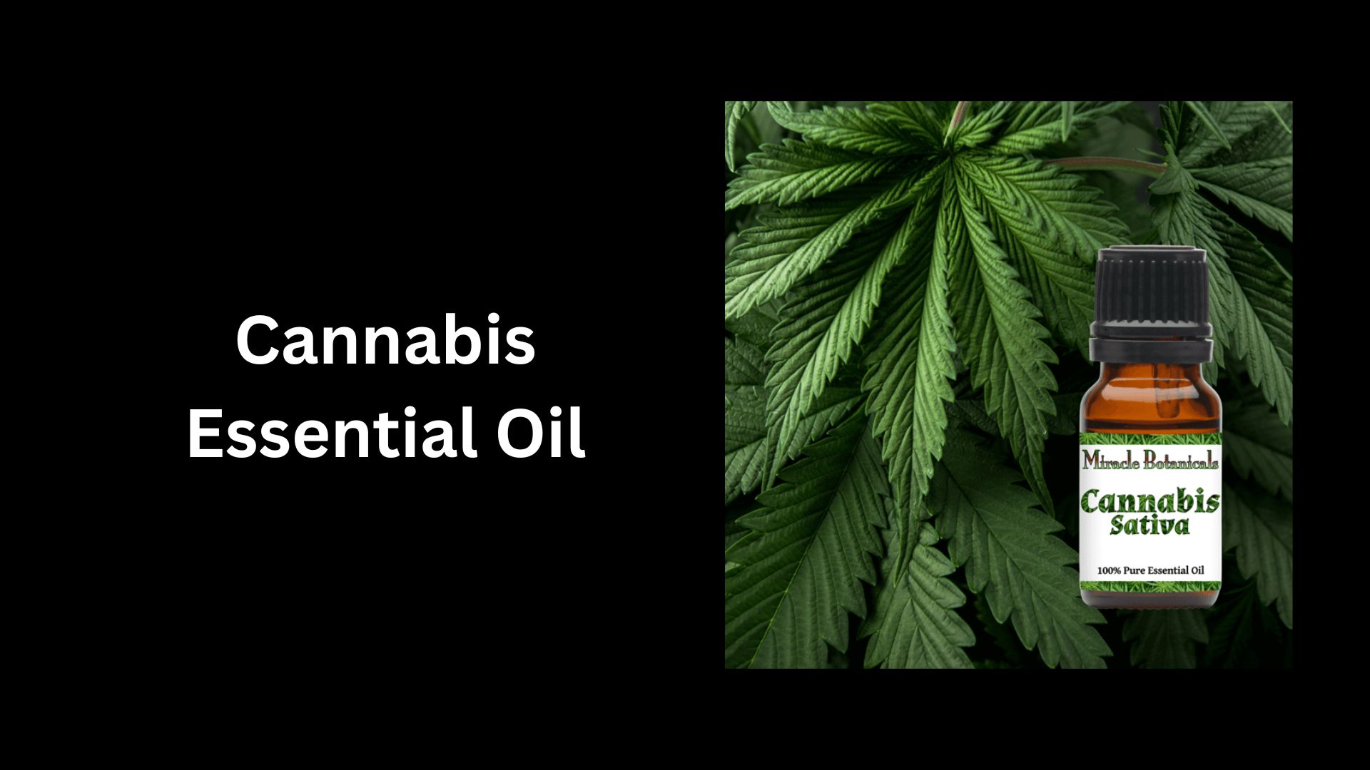 Cannabis Essential Oil