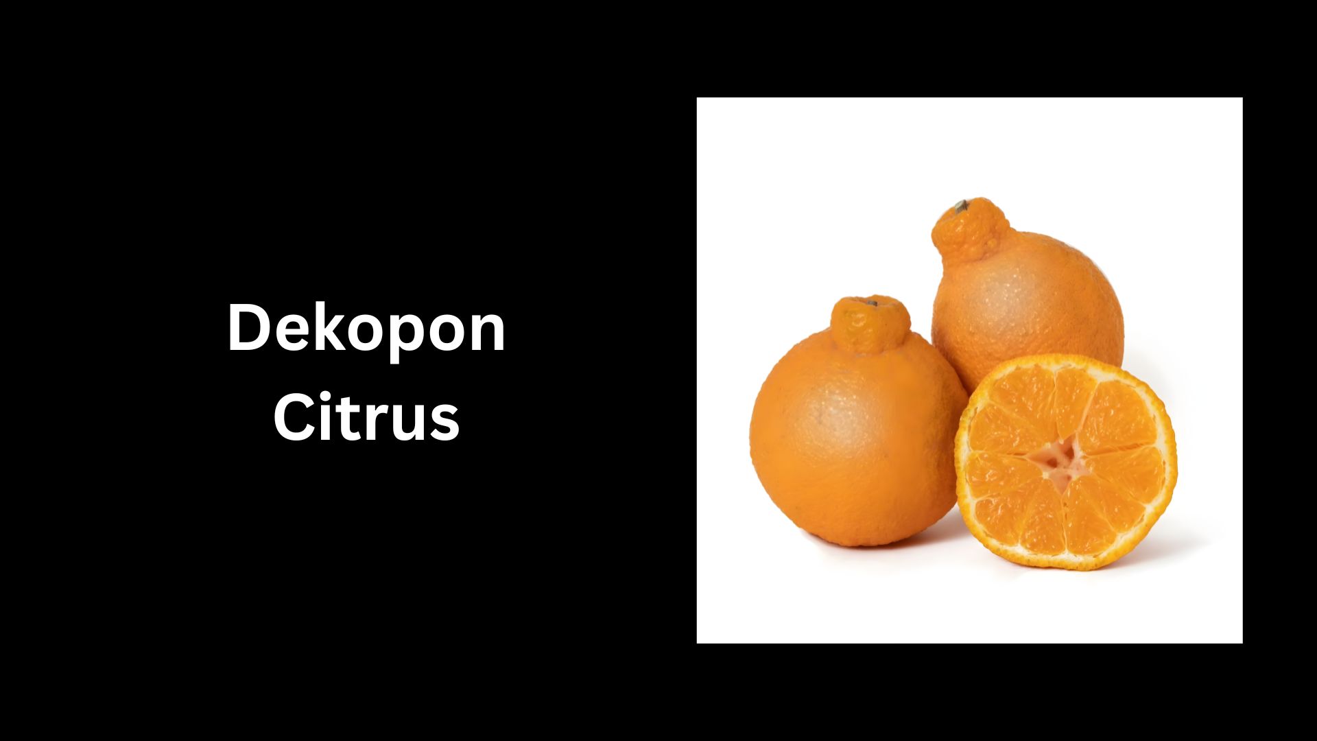 Dekopon Citrus