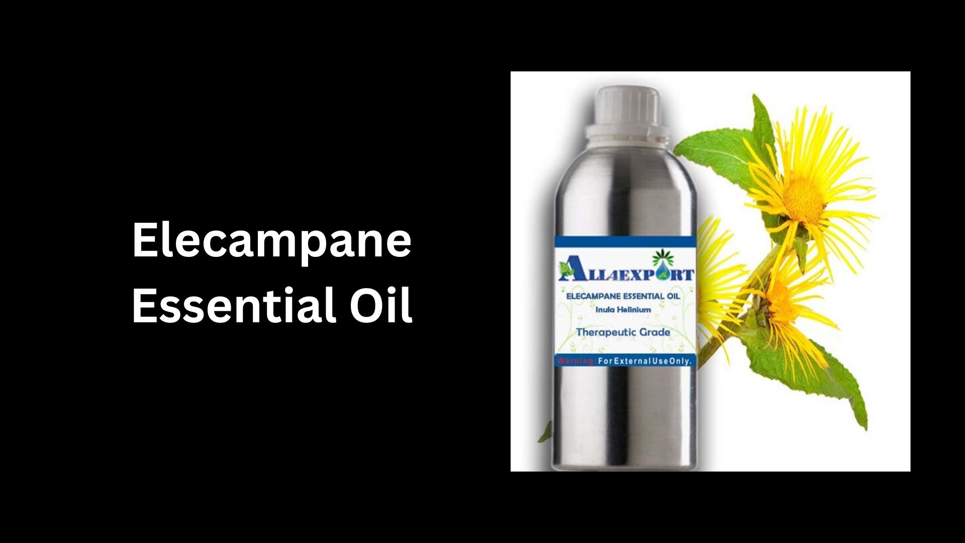 Elecampane Essential Oil